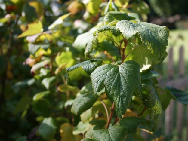 Schwarze Johannisbeeren