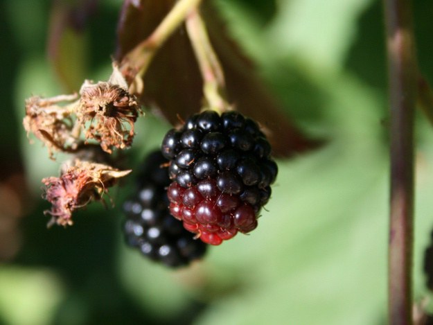 Brombeeren